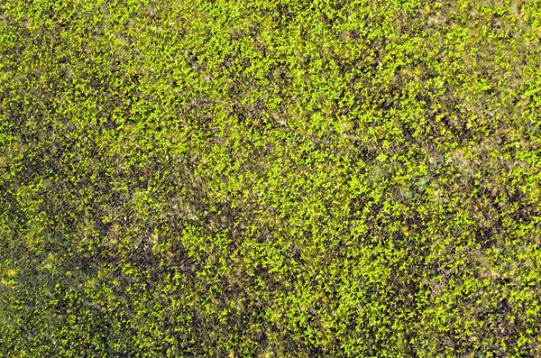 Moss Texture — Stock Photo, Image