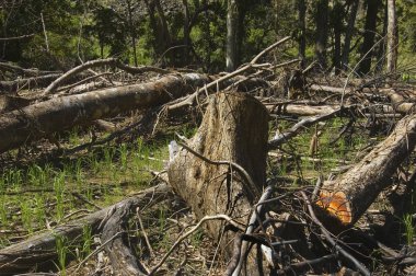 Orman yıkımı