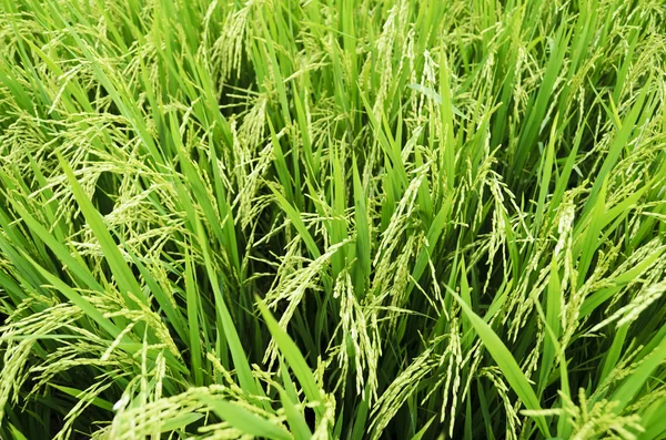 Rice Stalks — Stock Photo, Image