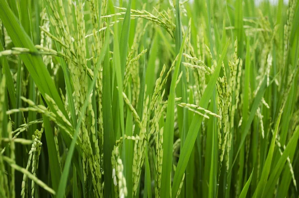 Rice Stalks — Stock Photo, Image