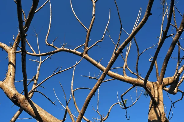 Leafless Tree — Zdjęcie stockowe
