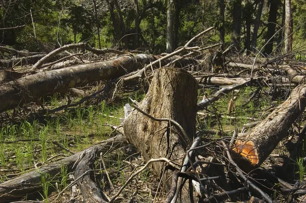 Destruction des forêts — Photo