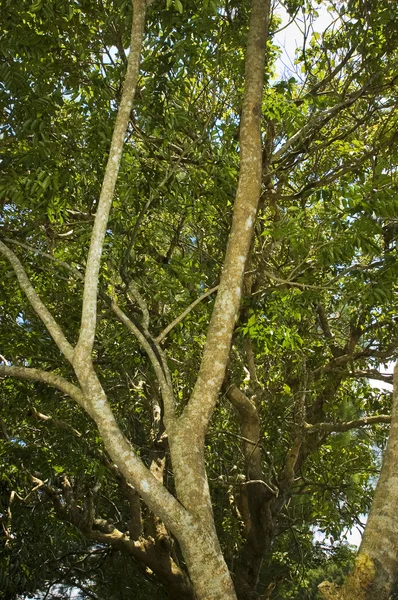Дерево — стоковое фото