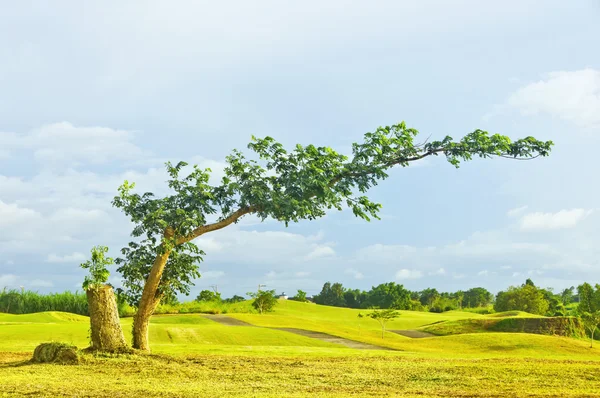 Verbogener Baum — Stockfoto