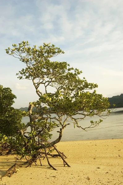Alberi di mangrovie — Foto Stock