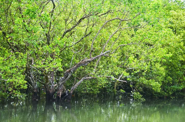 Bosque de manglares —  Fotos de Stock