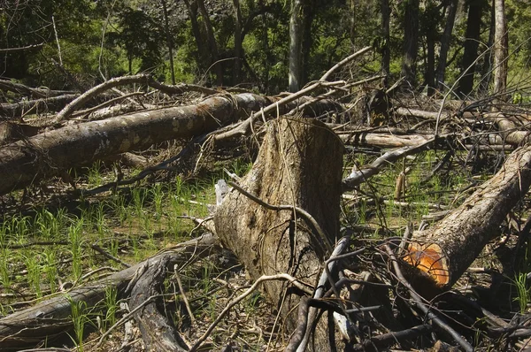 Erdők elpusztítása Stock Kép