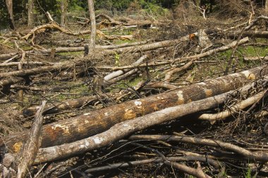 Forest Destruction clipart