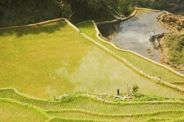 Ricefield