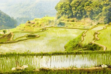 Banaue