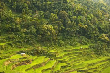 Banaue Pirinç Teras