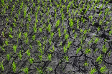 Ricefield