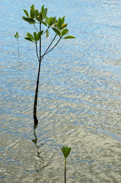 Mangrove — Stock fotografie