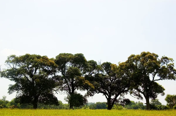 Tropische bomen — Stockfoto