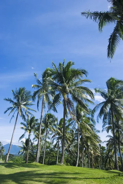 Árboles de coco — Foto de Stock