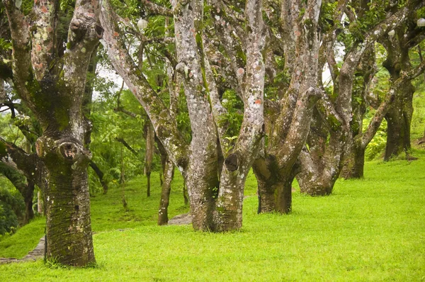 Линия деревьев — стоковое фото