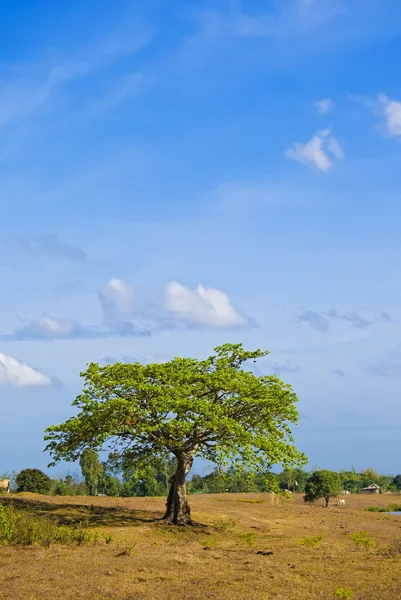 ต้นไม้เดี่ยว — ภาพถ่ายสต็อก
