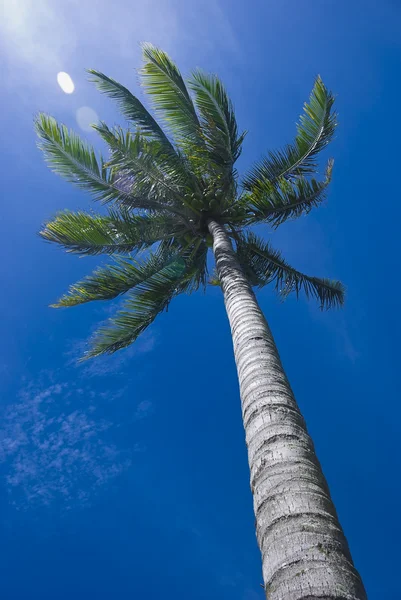 Albero di cocco — Foto Stock