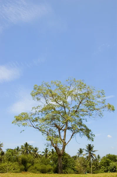 Grand arbre — Photo