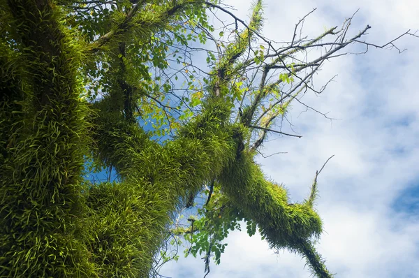 Árbol forestal —  Fotos de Stock