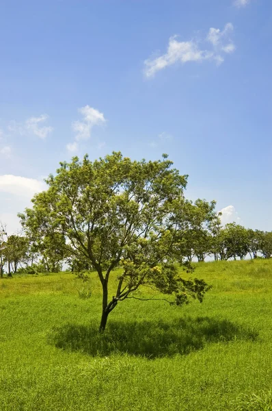 Młode drzewo — Zdjęcie stockowe