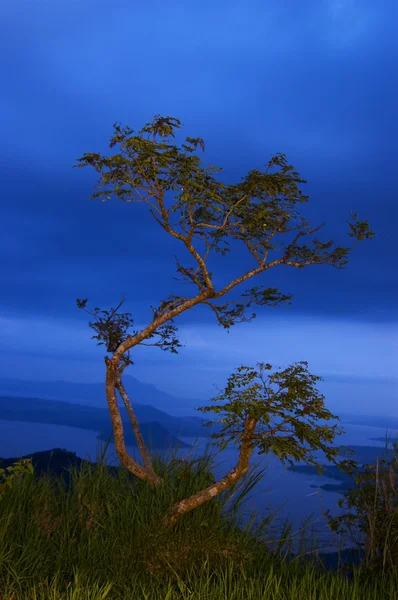 Cliff üzerinde ağaç — Stok fotoğraf