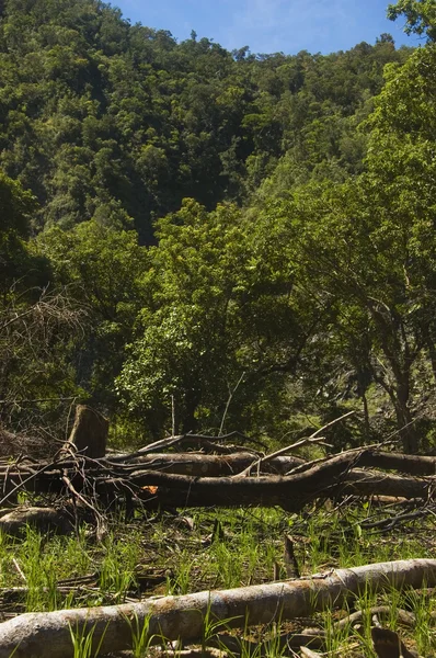 Уничтожение леса — стоковое фото