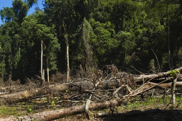 Waldzerstörung — Stockfoto