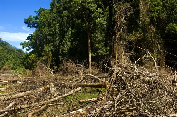 Destrucción forestal — Foto de Stock