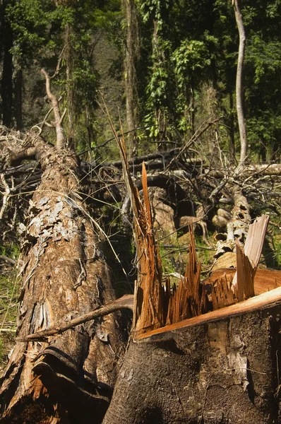Distruzione forestale — Foto Stock