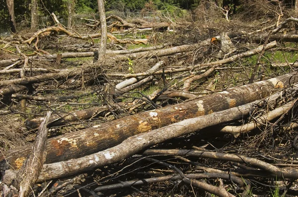 Знищення лісів — стокове фото