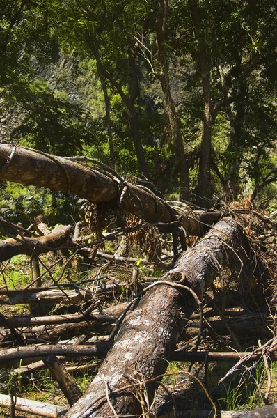 Ničení pralesů — Stock fotografie