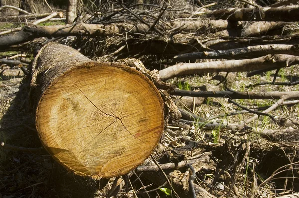 Знищення лісів — стокове фото