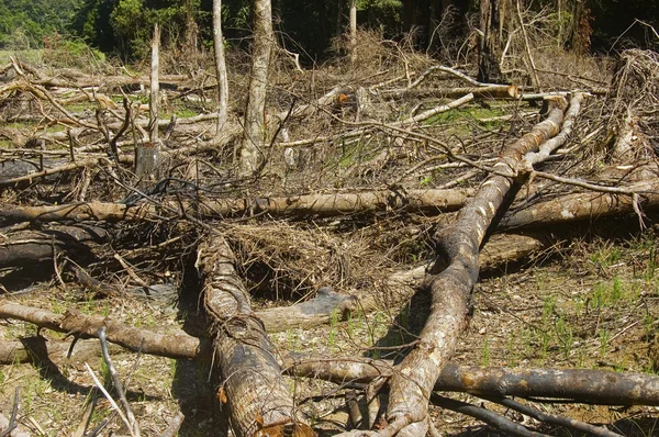 Destruição florestal — Fotografia de Stock