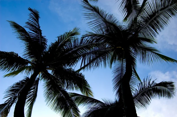 Drzew kokosowych — Zdjęcie stockowe