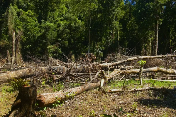 森林破壊 — ストック写真