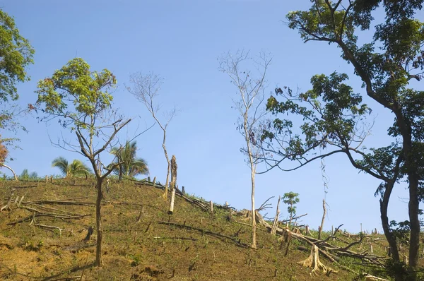 Waldzerstörung — Stockfoto