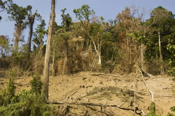 森林破坏 — 图库照片