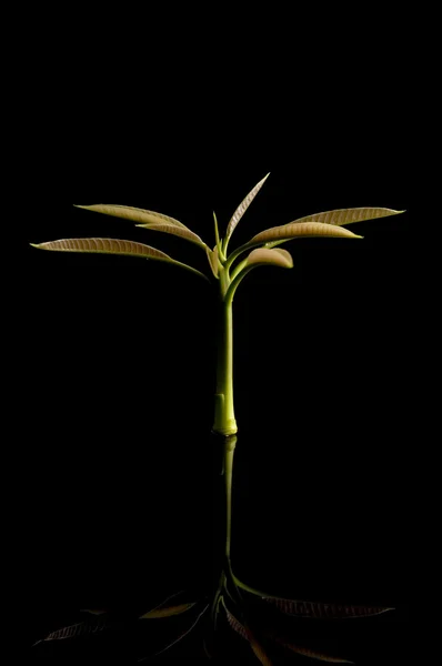 Манго розсади — стокове фото