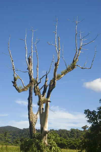 Büyük ağaç — Stok fotoğraf