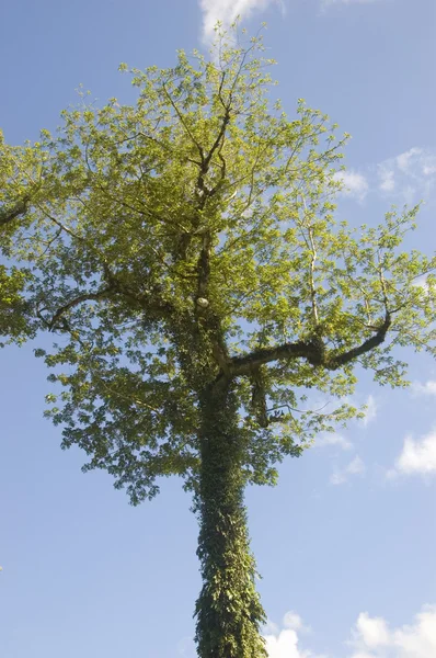 Büyük ağaç — Stok fotoğraf