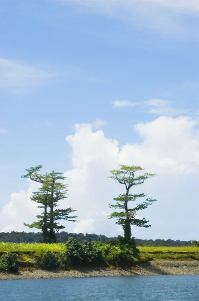 Δέντρα — Φωτογραφία Αρχείου