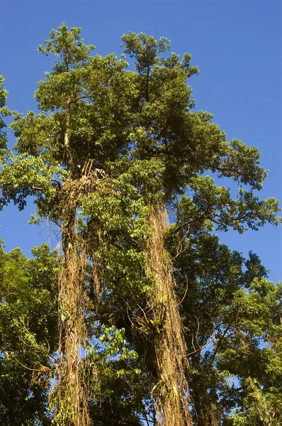 Μεγάλο δέντρο — Φωτογραφία Αρχείου