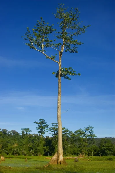 Strom — Stock fotografie