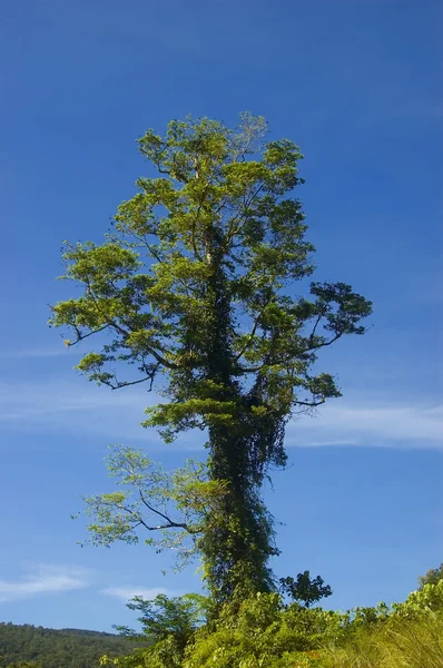 Wielkie drzewo — Zdjęcie stockowe