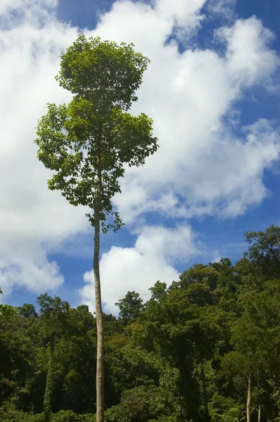 Grande árvore — Fotografia de Stock