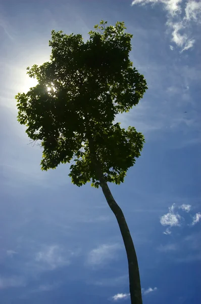 Velký strom — Stock fotografie