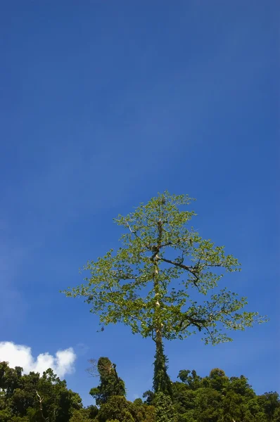 Velký strom — Stock fotografie