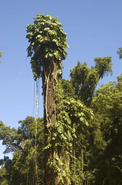 Big Tree — Stock Photo, Image