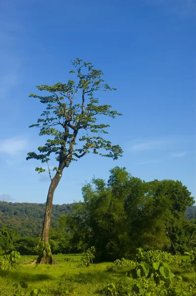 Strom — Stock fotografie